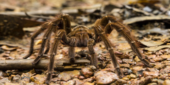 Desvendando Mitos: A Verdade Sobre as Aranhas Venenosas